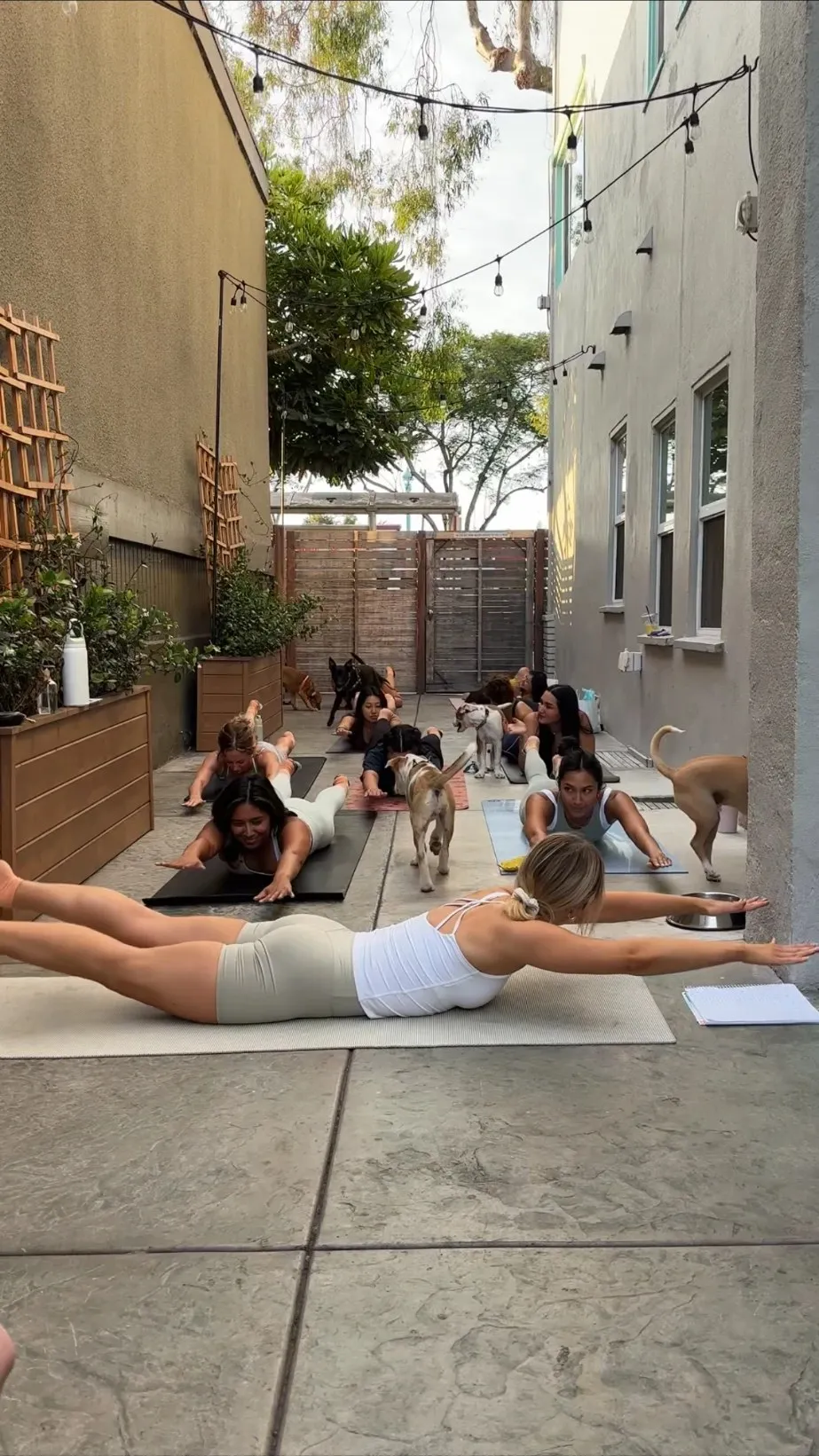 A group Pilates class outdoors with string lights overhead — Charlotte leading, dogs joining in